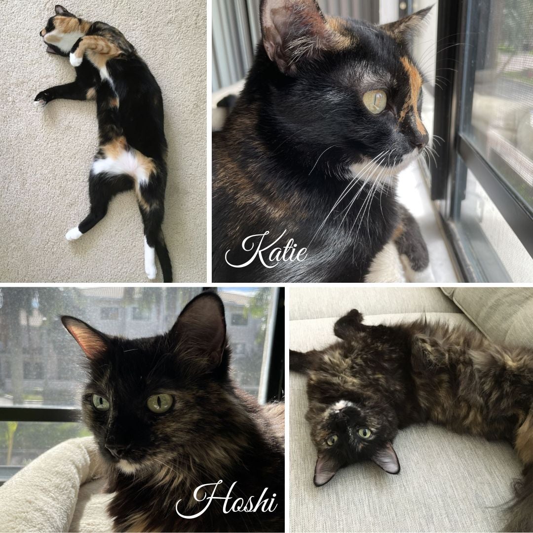2 sweet cats looking for their furr-ever home Katie and Hoshi