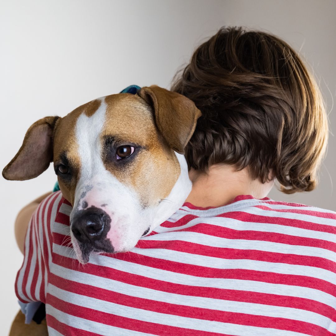 A Loving pet parent hugging their brown and white staffshire terrier at Lifetime Veterinary Center in Jupiter Florida