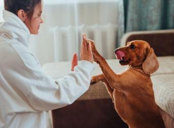 5 Fun Indoor Games to Keep Your Dog Entertained When It&#039;s Too Cold Outside