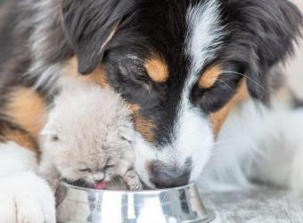 Pet Hydration Awareness Month: Keeping Your Furry Friends Hydrated &amp; Avoiding Cat and Dog Dehydration